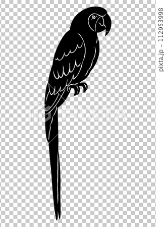 hand drawn macaw silhouette material 112953998