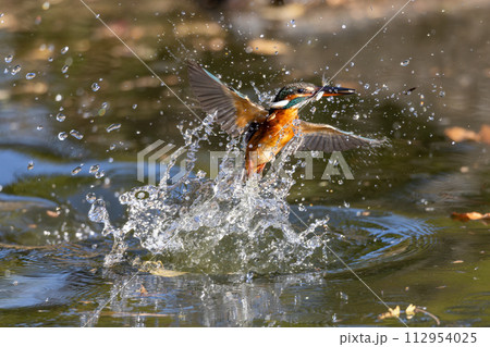 魚を獲って水面から浮上するカワセミ 112954025