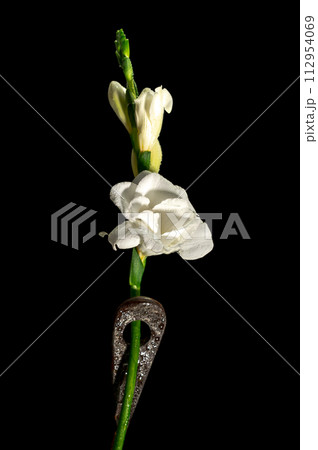 Old rusty metal tool and white freesia on a black background Old rusty metal tool and white freesia on a black background 112954069