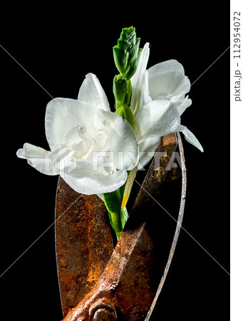 Old rusty metal tool and white freesia on a black background Old rusty metal tool and white freesia on a black background 112954072
