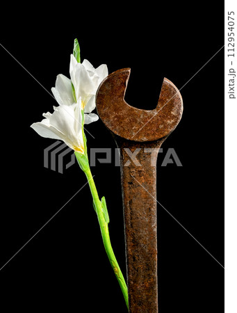 Old rusty metal tool and white freesia on a black background 112954075
