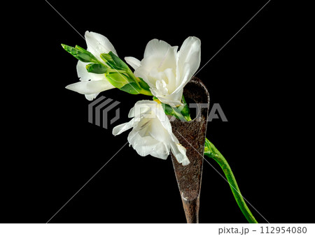 Old rusty metal tool and white freesia on a black background Old rusty metal tool and white freesia on a black background 112954080