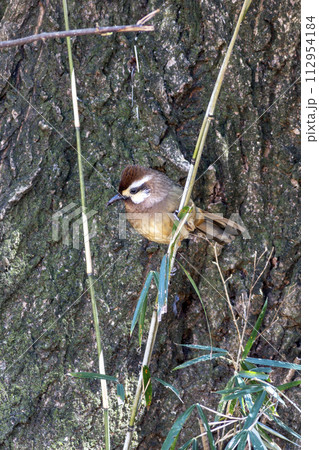 赤城山南麓に生息するカオジロガビチョウ 赤城山南麓に生息するカオジロガビチョウ 112954184