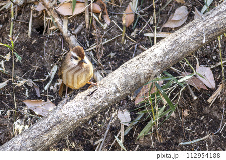 赤城山南麓に生息するカオジロガビチョウ 112954188
