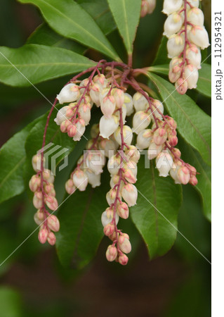 アセビ アセビ 112954321