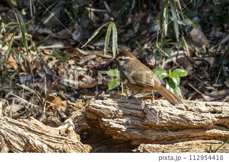 赤城山南麓に生息するカオジロガビチョウ 112954418