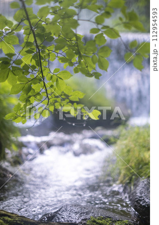 爽やかな新緑の季節 大山木谷沢渓流 爽やかな新緑の季節 大山木谷沢渓流 112954593