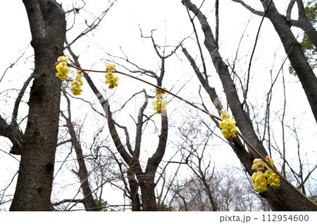春の花：トサミズキ 112954600