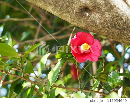 赤いヤブツバキの花（幹の下に咲いた一輪の藪椿） 112954649