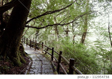 杉の木と道 杉の木と道 112954738