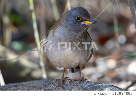 シロハラの幼鳥 112954893