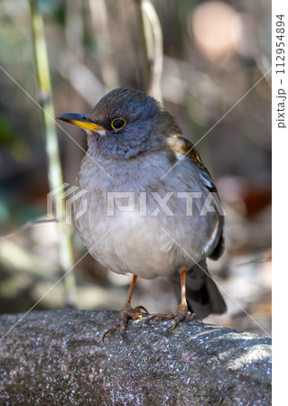 シロハラの幼鳥 シロハラの幼鳥 112954894