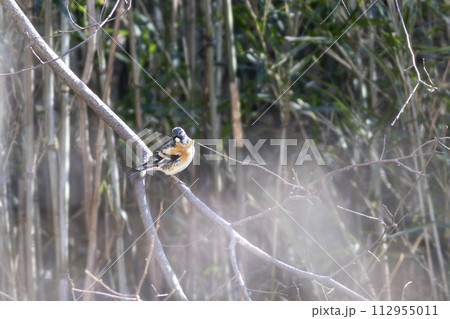 枝にとまるアトリ 枝にとまるアトリ 112955011