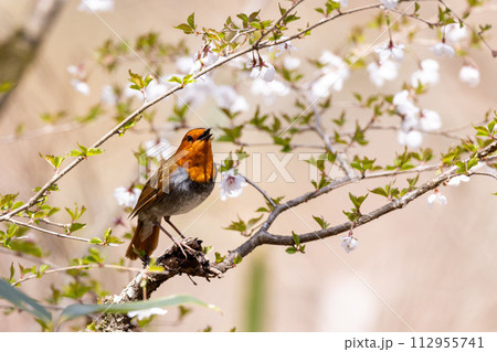 春を感じさせる山桜を背景にしたさえずるコマドリ 112955741