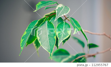 Ficus benjamina, ficus golden king houseplants, green leaves, proper care Ficus benjamina, ficus golden king houseplants, green leaves, proper care 112955767