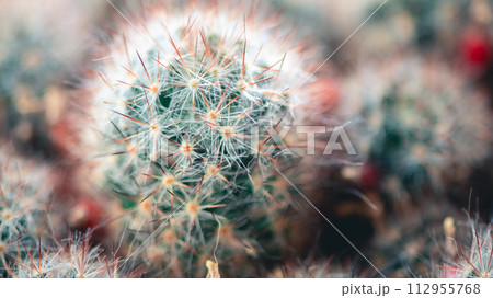 close up home plant cactus with flower, caring for house plants close up home plant cactus with flower, caring for house plants 112955768