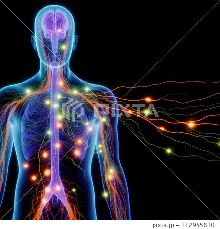 A photograph that displays the human nervous system as translucent, with nerves shining in various colors according to nerve signal transmission. AI Generate A photograph that displays the human nervous system as translucent, with nerves shining in various colors according to nerve signal transmission. AI Generate 112955810