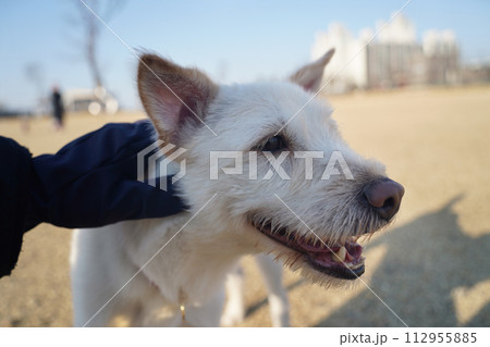 The face of an excited white puppy coming out to play in the parklay in the park The face of an excited white puppy coming out to play in the parklay in the park 112955885