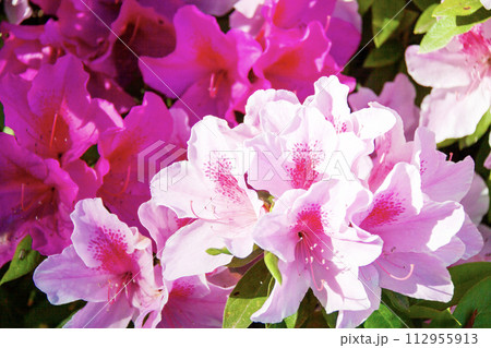 二色のピンクのツツジ 二色のピンクのツツジ 112955913