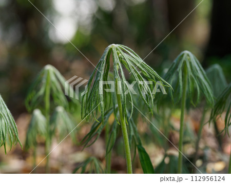 春の山菜ヤブレガサ 春の山菜ヤブレガサ 112956124
