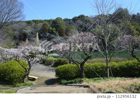 薬師池公園の梅林 112956132