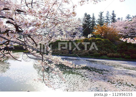 満開の桜　花筏　松が岬公園　さくら　サクラ　ソメイヨシノ 112956155