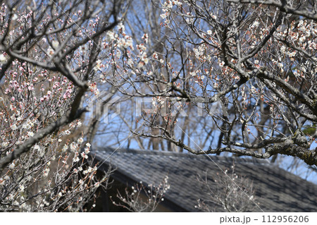 薬師池公園の梅林 112956206