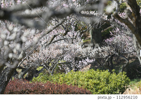 薬師池公園の梅林 112956210