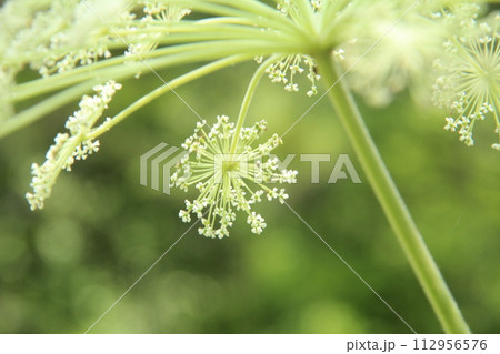 夏の高原に咲く白いシシウドの花のアップ 112956576