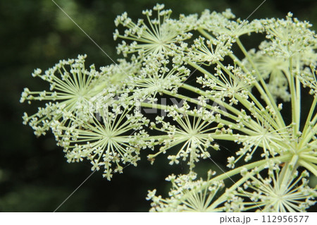 夏の高原に咲く白いシシウドの花のアップ 112956577