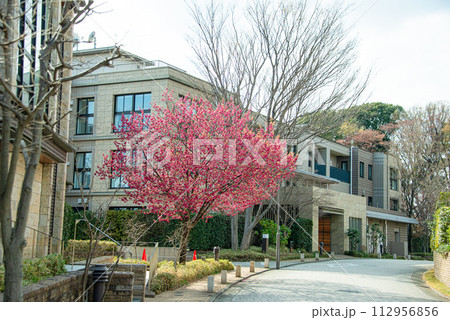 高級住宅街の風景 112956856