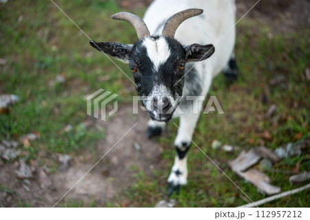 Close-up of cute little white goat with black head walking on a farm Close-up of cute little white goat with black head walking on a farm 112957212
