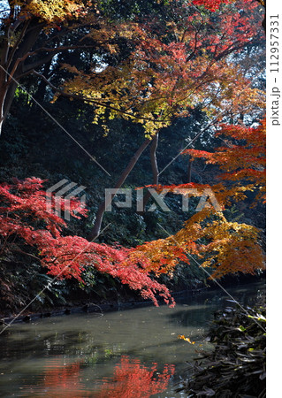 水辺の秋 112957331