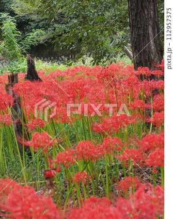 一面に咲く彼岸花 一面に咲く彼岸花 112957375