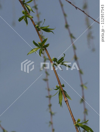 柳の葉芽(早春の柔らかな日差しを浴びたシダレヤナギの枝) 柳の葉芽(早春の柔らかな日差しを浴びたシダレヤナギの枝) 112957543