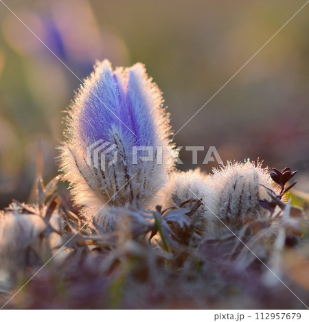 Spring flowers. Beautifully blossoming pasque flower and sun with a natural colored background. (Pulsatilla grandis) Spring flowers. Beautifully blossoming pasque flower and sun with a natural colored background. (Pulsatilla grandis) 112957679