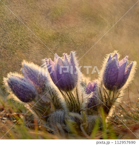 Spring flowers. Beautifully blossoming pasque flower and sun with a natural colored background. (Pulsatilla grandis) Spring flowers. Beautifully blossoming pasque flower and sun with a natural colored background. (Pulsatilla grandis) 112957690