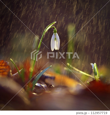 Snowdrops spring flowers. Beautifully blooming in the grass at sunset. Delicate Snowdrop flower is one of the spring symbols. (Amaryllidaceae - Galanthus nivalis) 112957719