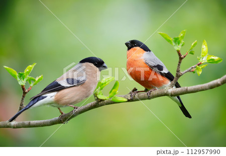 Little birds sitting on branch of tree. Male and Female common bullfinch Little birds sitting on branch of tree. Male and Female common bullfinch 112957990
