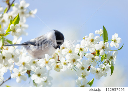 Bird sitting on branch of blossom cherry tree. Black capped chickadee. Spring time 112957993