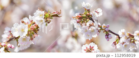 Blooming cherry tree in the spring garden. Cherry flowers on a tree Blooming cherry tree in the spring garden. Cherry flowers on a tree 112958019
