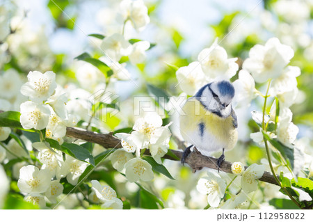 Little bird perching on branch of blossom jasmine. The blue tit Little bird perching on branch of blossom jasmine. The blue tit 112958022