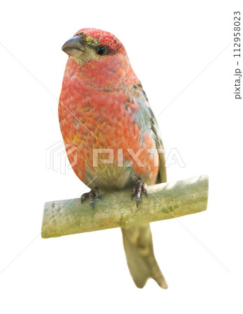 Little bird sitting on a branch on white background. Pine grosbeak Little bird sitting on a branch on white background. Pine grosbeak 112958023