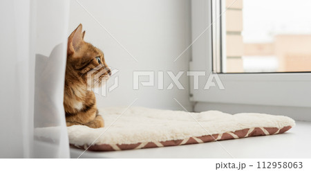 Bengal domestic cat resting on the windowsill near the window. Bengal domestic cat resting on the windowsill near the window. 112958063
