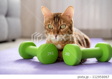 Domestic cat on a fitness mat with dumbbells. 112958067