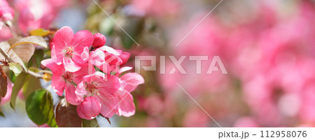 Blooming apple tree in the spring garden. Pink flowers on a tree. 112958076