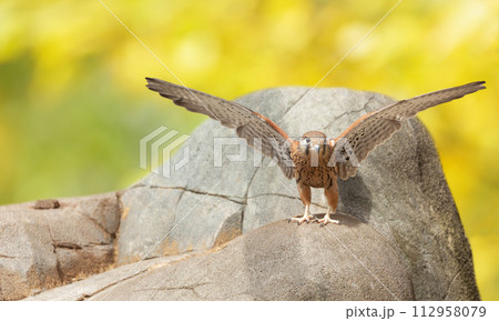 Bird of prey perching on stone. Common Kestrel 112958079