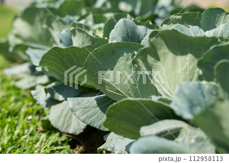 Cabbage plant growing in organic vegetable garden 112958113