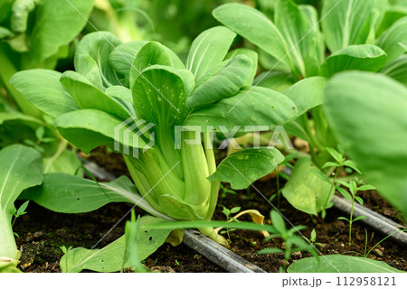 Bok choy plant growing in organic vegetable garden using drip Irrigation system 112958121