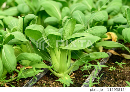Bok choy plant growing in organic vegetable garden using drip Irrigation system 112958124